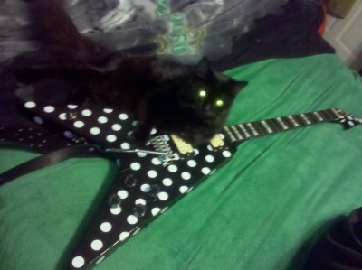 My cat loves the guitar too