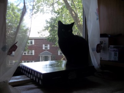 The pose if staged, the box is real, the cat is evil...