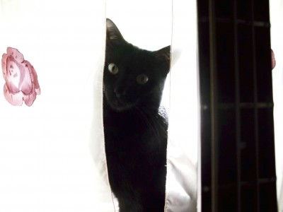 The other window on the sunny side, the fretboard of my Ibanez in the foreground...