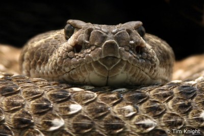 Rattlesnake.jpg