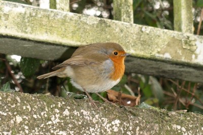 Robin 3.jpg